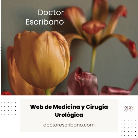 Proyecto web Suelo Pélvico y Urología Dr. Escribano por OlgaComunicación
